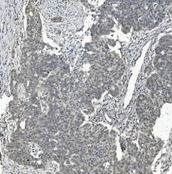 Invitrogen TAF4 Polyclonal Antibody 100 &mu;g; Unconjugated:Antibodies,
