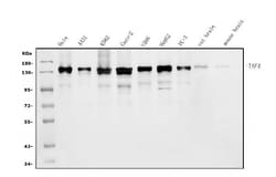 Invitrogen TAF4 Polyclonal Antibody 100 &mu;g; Unconjugated:Antibodies,