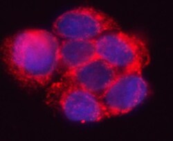 Invitrogen HSD17B7 Polyclonal Antibody 100 &mu;g; Unconjugated:Antibodies,