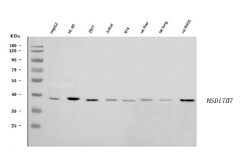 Invitrogen HSD17B7 Polyclonal Antibody 100 &mu;g; Unconjugated:Antibodies,