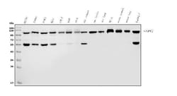 Invitrogen ANAPC2 Polyclonal Antibody 100 μg; Unconjugated:Antibodies,
