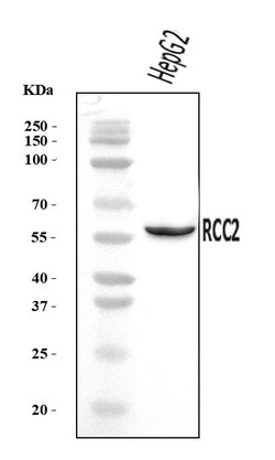 Invitrogen RCC2 Polyclonal Antibody 100 &mu;g; Unconjugated:Antibodies,