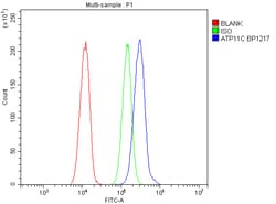 Invitrogen ATP11C Polyclonal Antibody 100 &mu;g; Unconjugated:Antibodies,