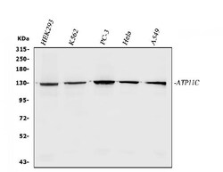 Invitrogen ATP11C Polyclonal Antibody 100 &mu;g; Unconjugated:Antibodies,