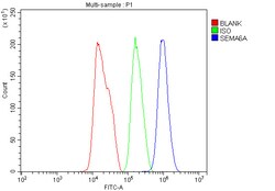 Invitrogen SEMA6A Polyclonal Antibody 100 &mu;g; Unconjugated:Antibodies,