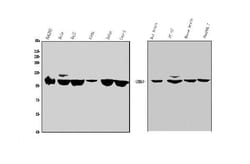 Invitrogen SEMA6A Polyclonal Antibody 100 &mu;g; Unconjugated:Antibodies,
