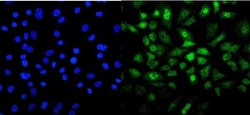 Invitrogen MESP2 Polyclonal Antibody 100 &mu;g; Unconjugated:Antibodies,