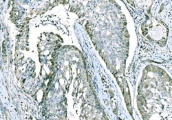Invitrogen CD101 Polyclonal Antibody 100 &mu;g; Unconjugated:Antibodies,
