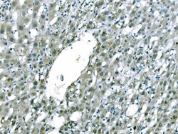 Invitrogen CD101 Polyclonal Antibody 100 &mu;g; Unconjugated:Antibodies,