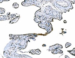 Invitrogen CD101 Polyclonal Antibody 100 &mu;g; Unconjugated:Antibodies,