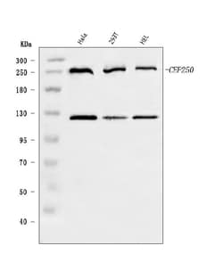Invitrogen CEP250 Polyclonal Antibody 100 &mu;g; Unconjugated:Antibodies,