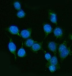 Invitrogen PP11 Polyclonal Antibody 100 &mu;g; Unconjugated:Antibodies,