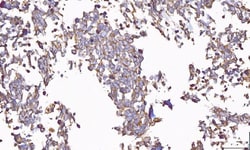 Invitrogen PP11 Polyclonal Antibody 100 &mu;g; Unconjugated:Antibodies,