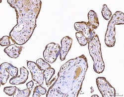 Invitrogen PP11 Polyclonal Antibody 100 &mu;g; Unconjugated:Antibodies,