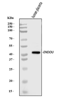 Invitrogen PP11 Polyclonal Antibody 100 &mu;g; Unconjugated:Antibodies,