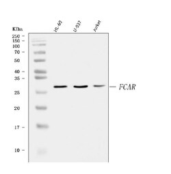 Invitrogen CD89 Polyclonal Antibody 100 &mu;g; Unconjugated:Antibodies,