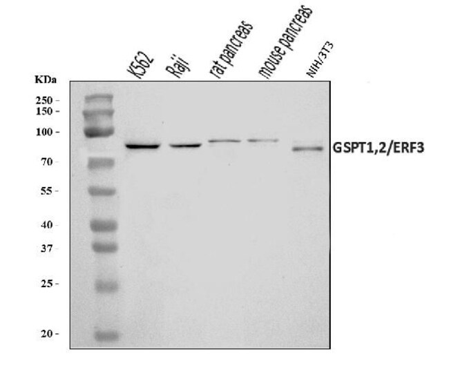 GSPT1/2 Polyclonal Antibody, Invitrogen 100 μg; Unconjugated:Antibodies ...
