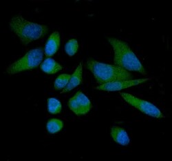 Invitrogen THEM4 Polyclonal Antibody 100 μg; Unconjugated:Antibodies,