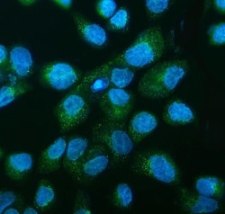 Invitrogen DNAJC10 Polyclonal Antibody 100 &mu;g | Buy Online | Invitrogen&trade; | Fisher Scientific