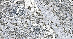 Invitrogen DNAJC10 Polyclonal Antibody 100 &mu;g | Buy Online | Invitrogen&trade; | Fisher Scientific