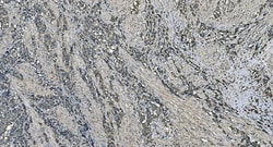 Invitrogen DNAJC10 Polyclonal Antibody 100 &mu;g | Buy Online | Invitrogen&trade; | Fisher Scientific
