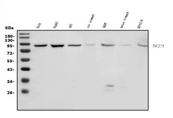 Invitrogen DNAJC10 Polyclonal Antibody 100 &mu;g | Buy Online | Invitrogen&trade; | Fisher Scientific