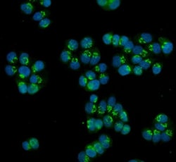 Invitrogen HOXC13 Polyclonal Antibody 100 &mu;g; Unconjugated:Antibodies,