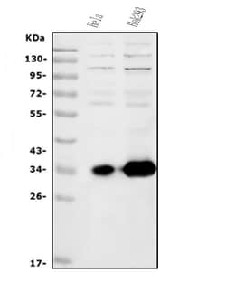 Invitrogen HOXC13 Polyclonal Antibody 100 &mu;g; Unconjugated:Antibodies,