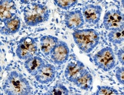 Invitrogen ATP4A Polyclonal Antibody 100 μg; Unconjugated:Antibodies,