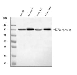 Invitrogen ATP4A Polyclonal Antibody 100 μg; Unconjugated:Antibodies,