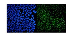 Invitrogen USP44 Polyclonal Antibody 100 &mu;g; Unconjugated:Antibodies,