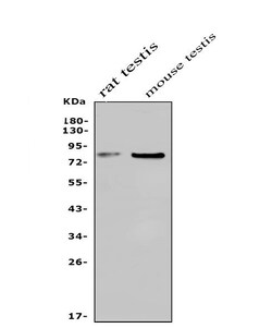 Invitrogen USP44 Polyclonal Antibody 100 &mu;g; Unconjugated:Antibodies,