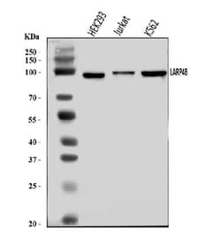 Invitrogen LAR4B Polyclonal Antibody 100 &mu;g; Unconjugated:Antibodies,