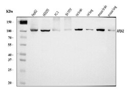 Invitrogen AP2A2 Polyclonal Antibody 100 &mu;g; Unconjugated:Antibodies,