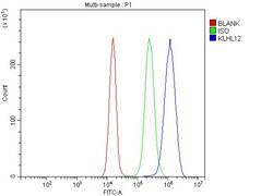 Invitrogen KLHL12 Polyclonal Antibody 100 &mu;g; Unconjugated:Antibodies,