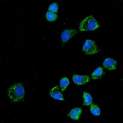 Invitrogen KLHL12 Polyclonal Antibody 100 &mu;g; Unconjugated:Antibodies,