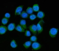 Invitrogen MLXIP Polyclonal Antibody 100 &mu;g; Unconjugated:Antibodies,
