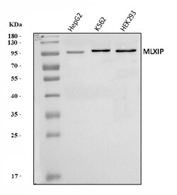 Invitrogen MLXIP Polyclonal Antibody 100 &mu;g; Unconjugated:Antibodies,