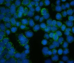 Invitrogen FRMD6 Polyclonal Antibody 100 &mu;g; Unconjugated:Antibodies,