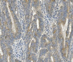 Invitrogen FRMD6 Polyclonal Antibody 100 &mu;g; Unconjugated:Antibodies,
