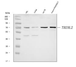 Invitrogen TREML2 Polyclonal Antibody 100 &mu;g; Unconjugated:Antibodies,