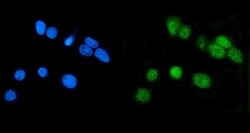 Invitrogen LSM7 Polyclonal Antibody 100 &mu;g; Unconjugated:Antibodies,