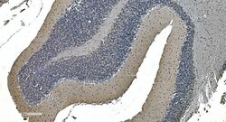 Invitrogen LSM7 Polyclonal Antibody 100 &mu;g; Unconjugated:Antibodies,