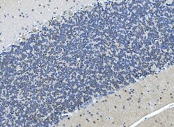 Invitrogen LSM7 Polyclonal Antibody 100 &mu;g; Unconjugated:Antibodies,