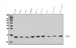 Invitrogen LSM7 Polyclonal Antibody 100 &mu;g; Unconjugated:Antibodies,