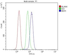 Invitrogen BDH1 Polyclonal Antibody 100 &mu;g; Unconjugated:Antibodies,