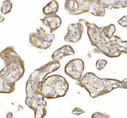 Invitrogen&trade;&nbsp;Ly-6E Polyclonal Antibody