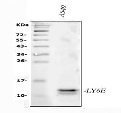 Invitrogen Ly-6E Polyclonal Antibody 100 &mu;g | Buy Online | Invitrogen&trade; | Fisher Scientific