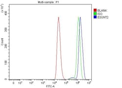 Invitrogen B3GNT2 Polyclonal Antibody 100 &mu;g; Unconjugated:Antibodies,