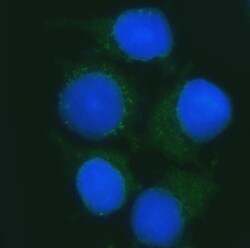 Invitrogen B3GNT2 Polyclonal Antibody 100 &mu;g; Unconjugated:Antibodies,